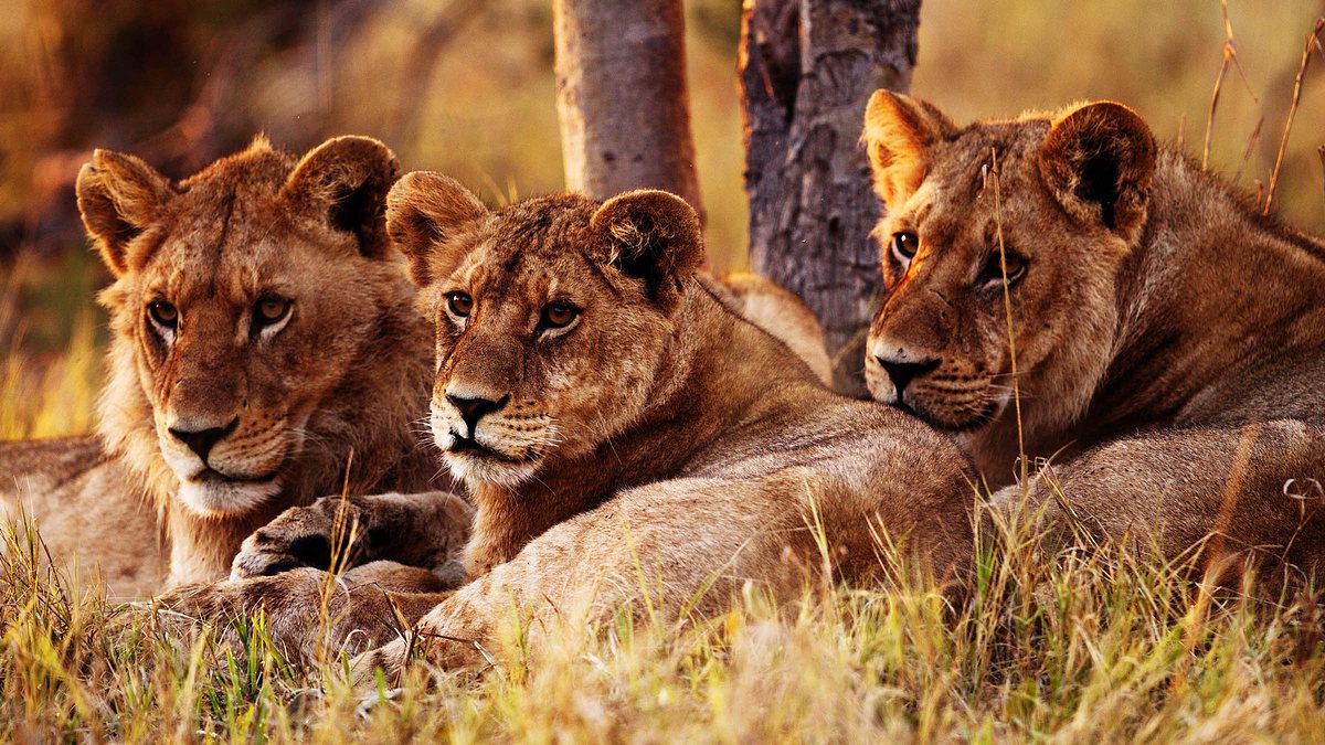 wildes botswana