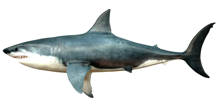 Mythos Megalodon - Das Geheimnis des Urzeit-Hais mythos megalodon - das geheimnis des urzeit-hais