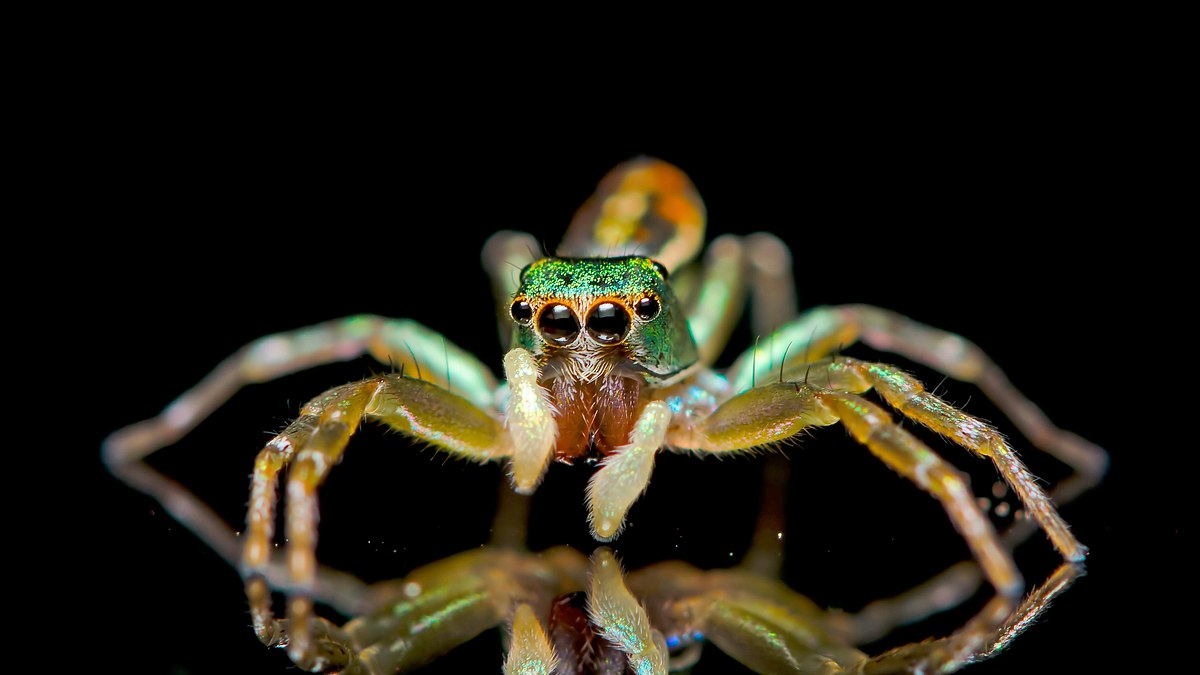 leuchtende natur - fluoreszenz als verführungsstrategie