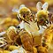 Insekten entschlüsselt Thumbnail