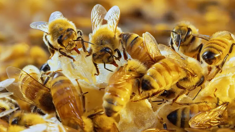 Insekten entschlüsselt insekten entschlüsselt