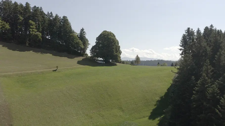 Die magische Welt der Bäume die magische welt der bäume