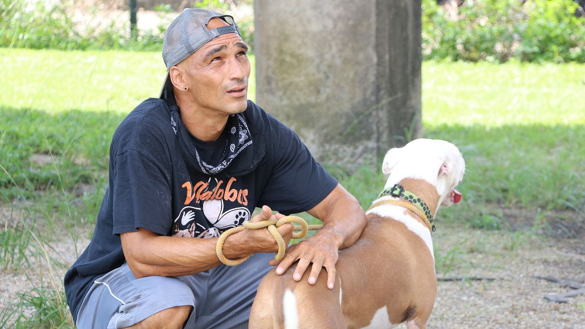 Pitbulls auf Bewährung pitbulls auf bewährung