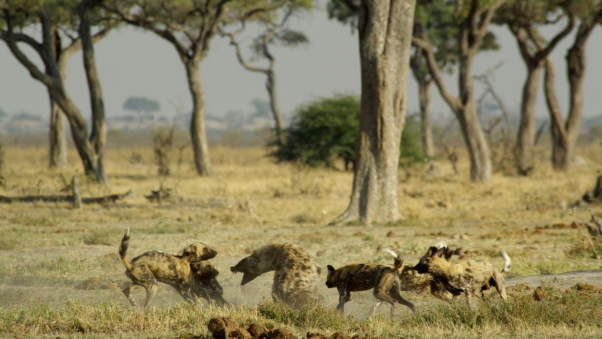 savage kingdom