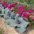 Geheimnisvoller Garten Thumbnail