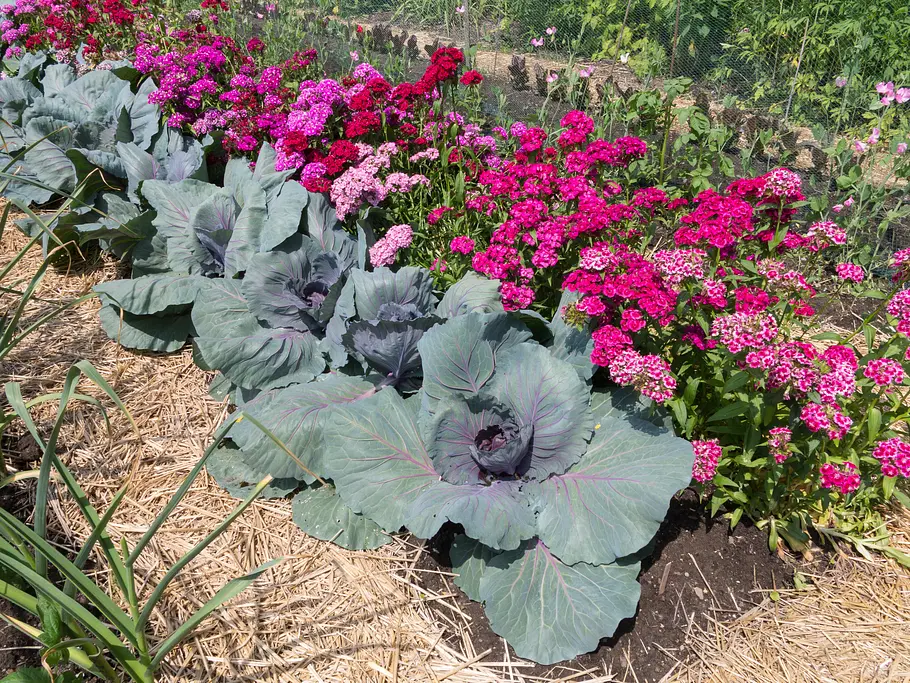 Geheimnisvoller Garten geheimnisvoller garten