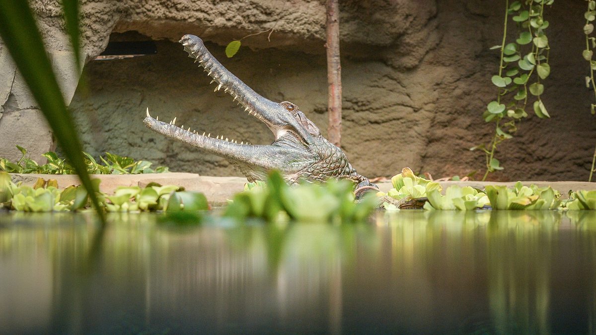zoo und so - tierisch wild!
