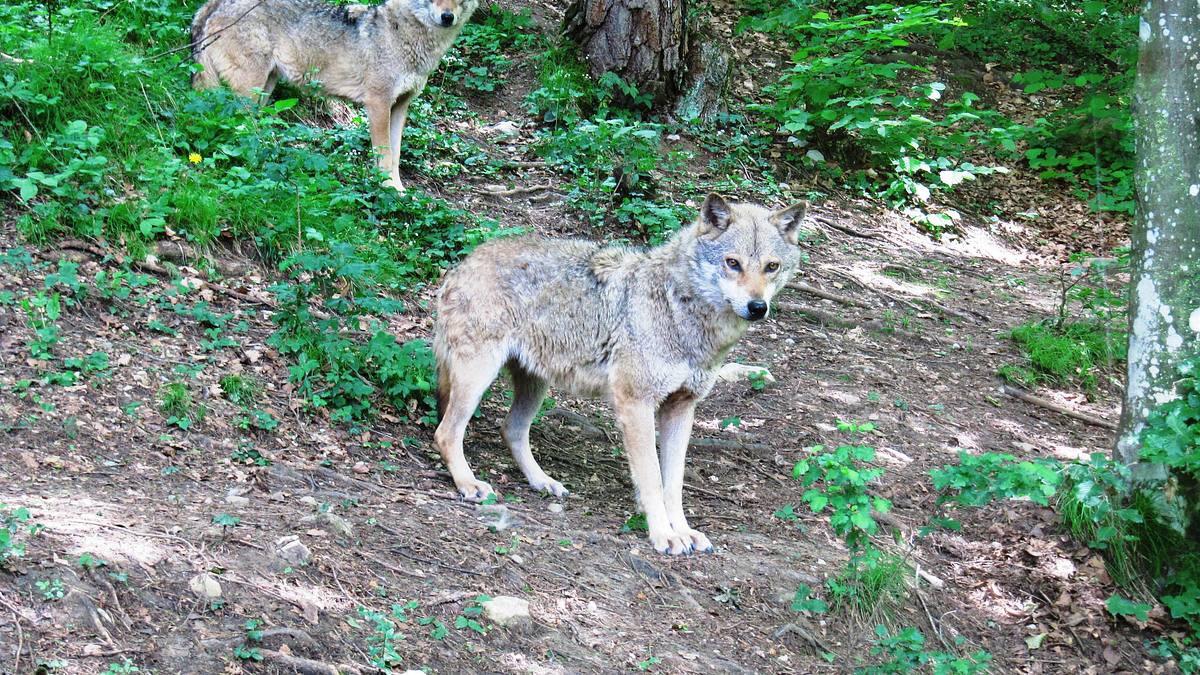 abenteuer wildnis