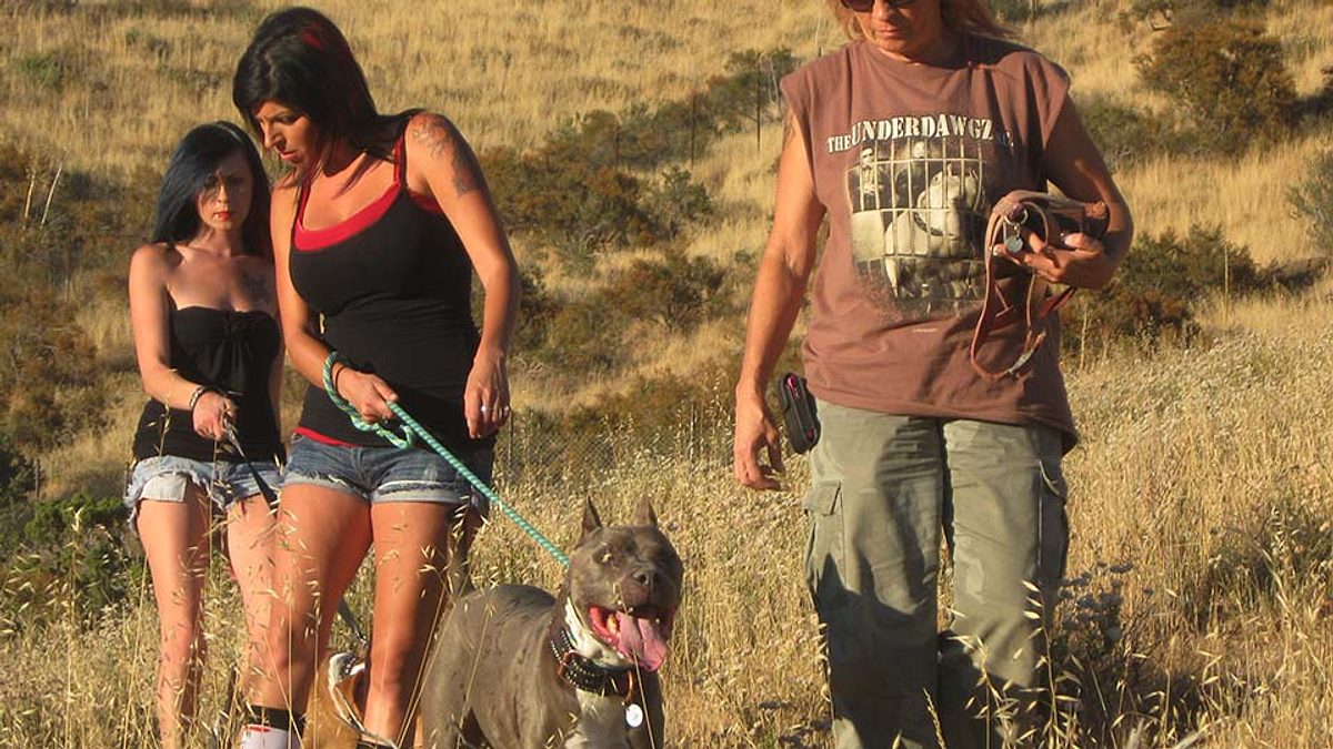 pitbulls auf bewährung