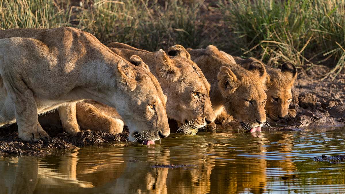big cat tales - afrikas raubkatzen