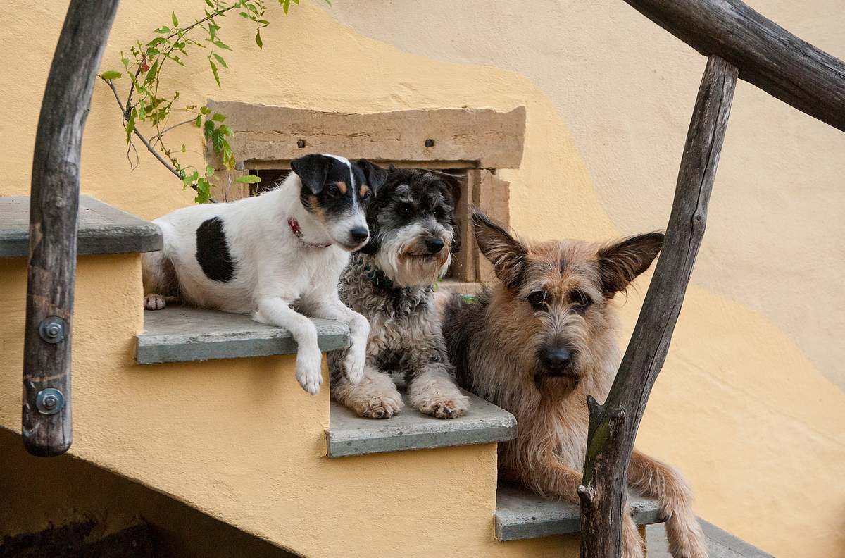 Tiere bis unters Dach tiere bis unters dach