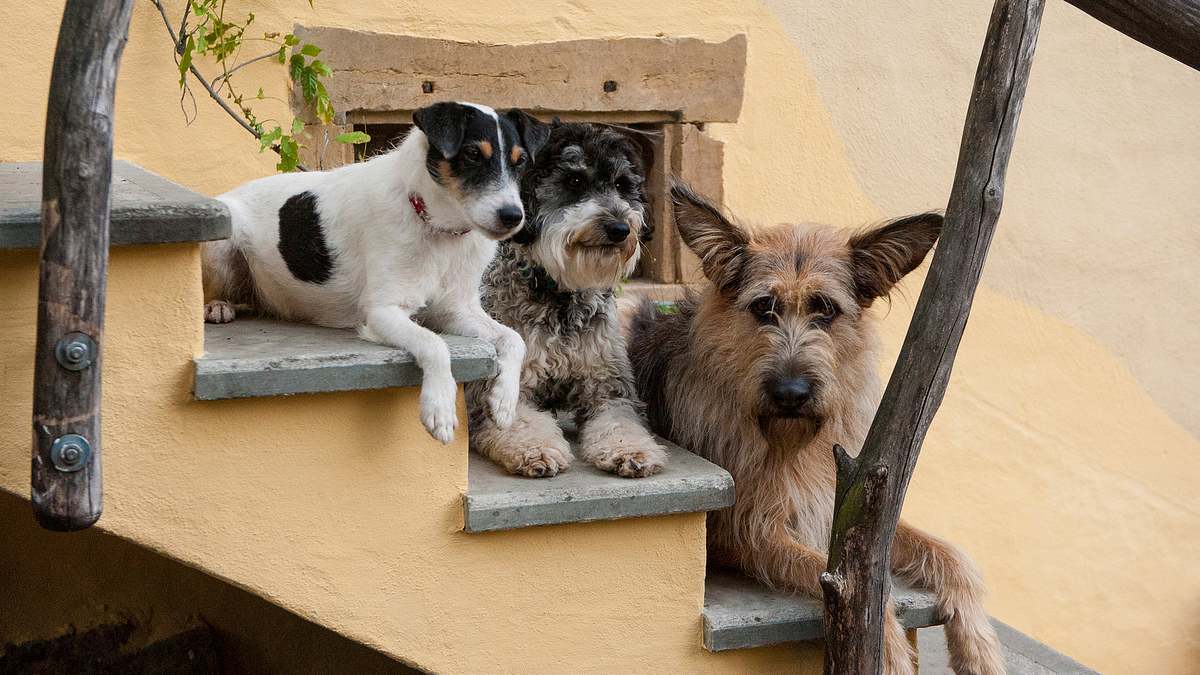 tiere bis unters dach