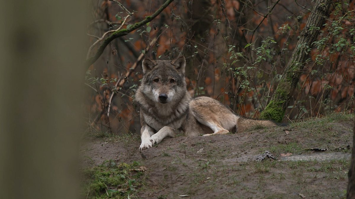 Das Märchen vom guten Bösen Wolf das märchen vom guten bösen wolf