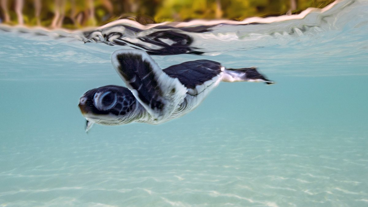 die wächter des great barrier reef