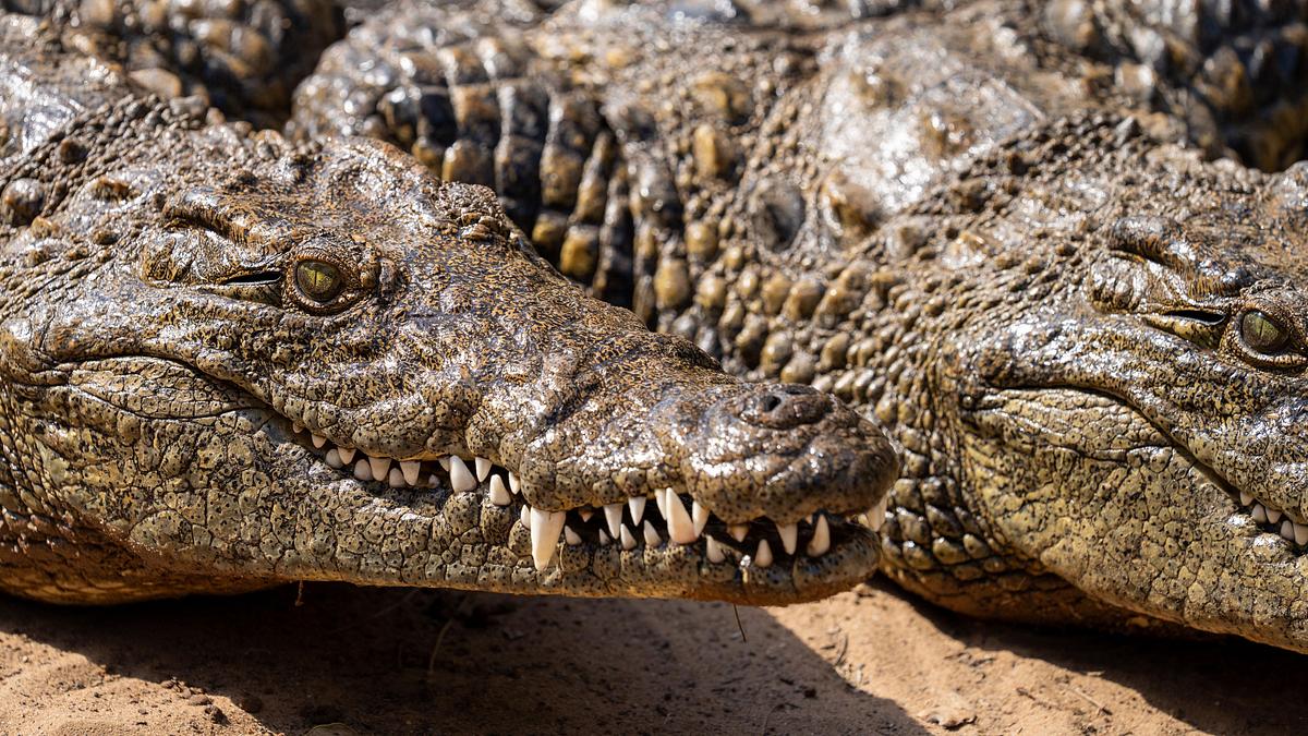 krokodilen auf der spur - mit steve backshall