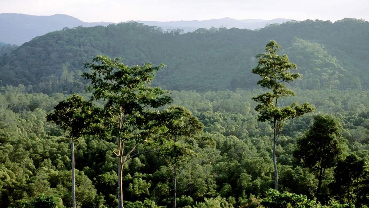 phoenix dok.thema: naturparadiese am äquator