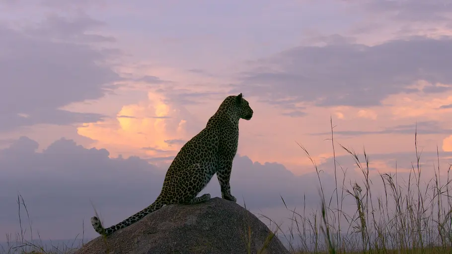 afrikas ikonen der tierwelt