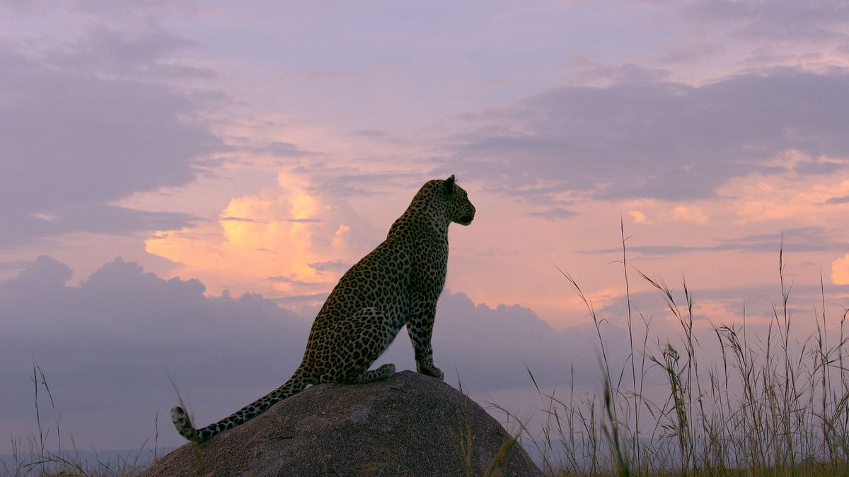 afrikas ikonen der tierwelt