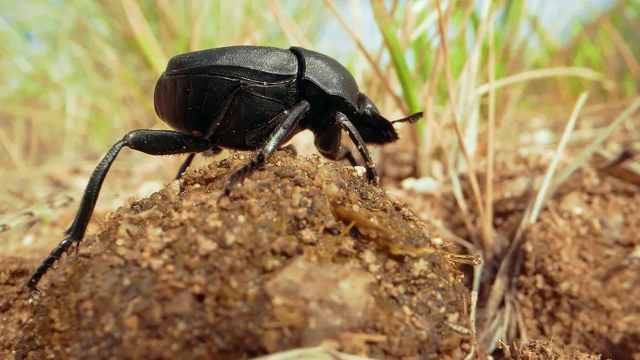 Insekten entschlüsselt insekten entschlüsselt
