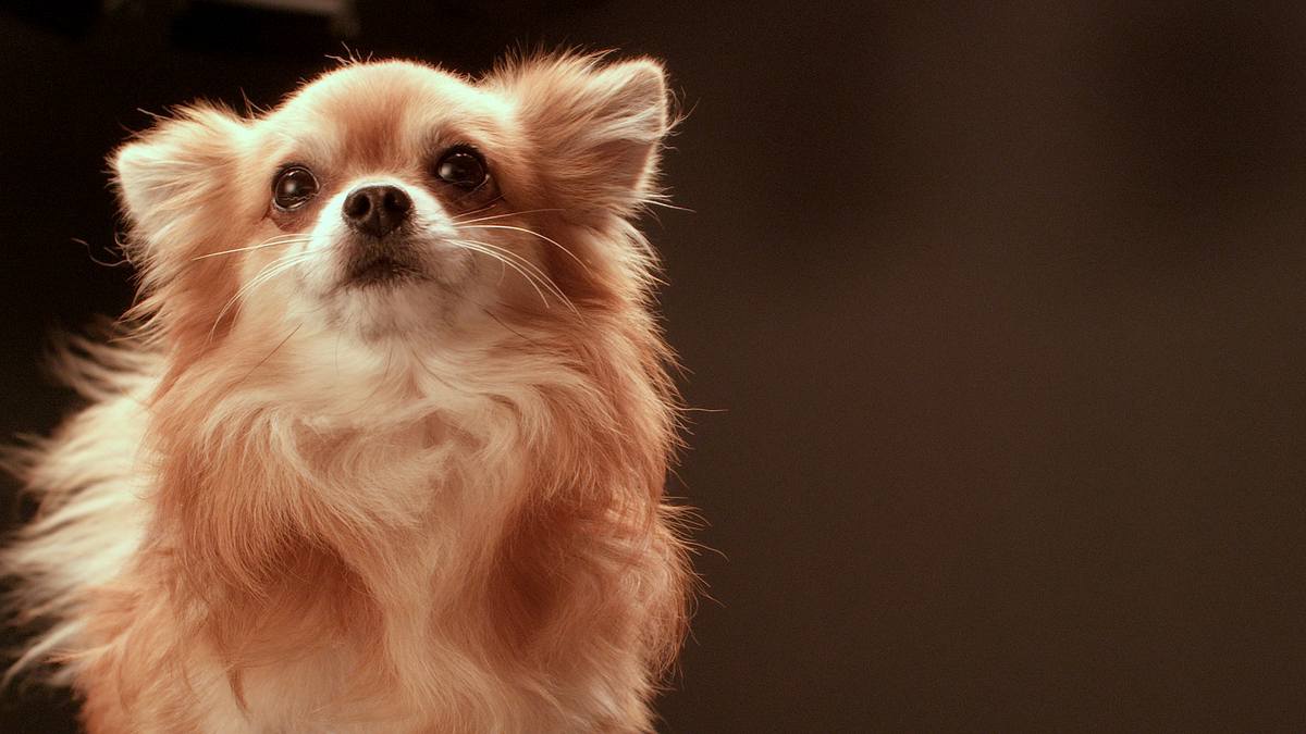 die geheime welt unserer hunde