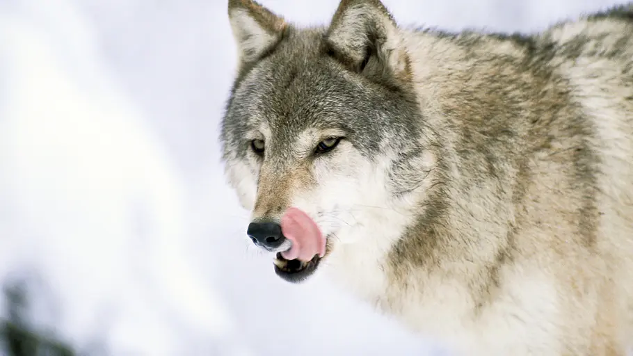 Die Zaubertricks der Tiere die zaubertricks der tiere
