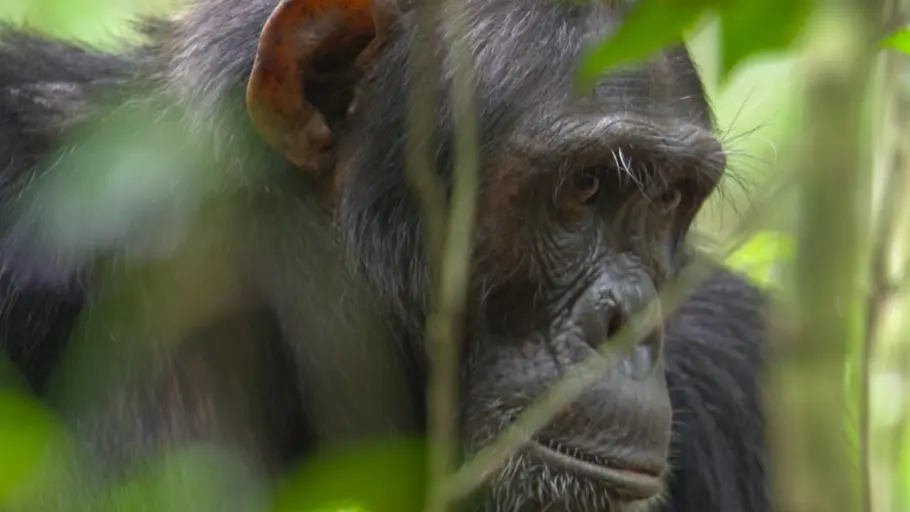 tierische doktoren