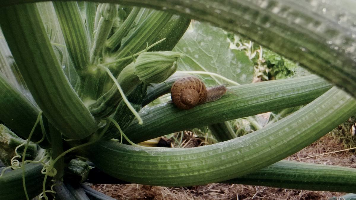 naturwunder gemüsegarten: die große welt der kleinen tiere