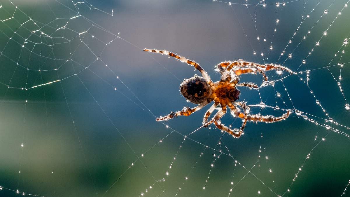 animal mysteries - unglaubliches tierverhalten