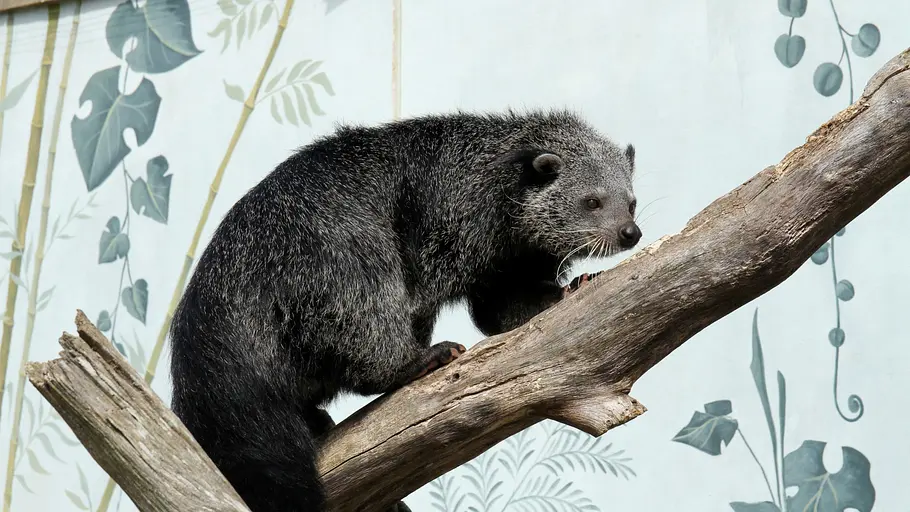 animal park: zoo-geschichten aus longleat