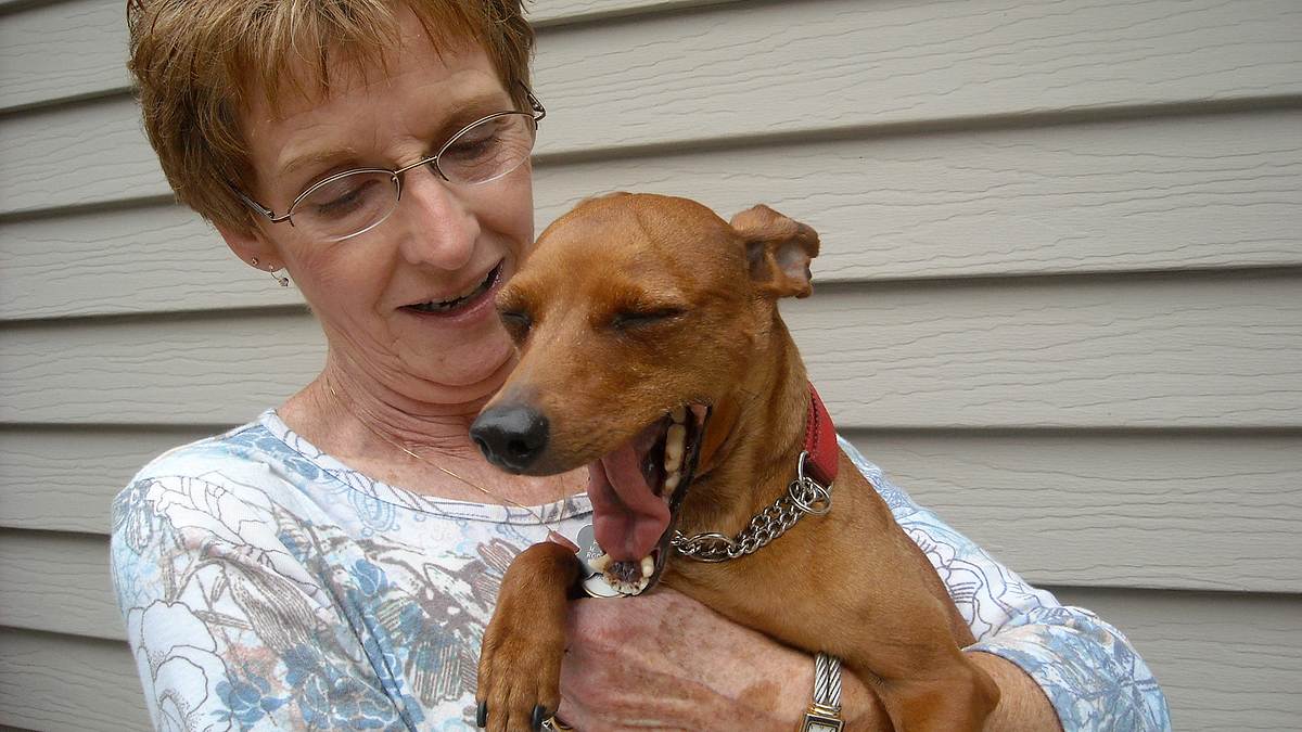 Das große Hunde-ABC das große hunde-abc