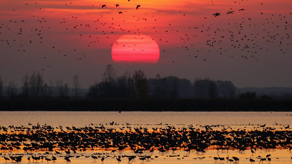 ungarns wilde pferde - in den weiten der puszta