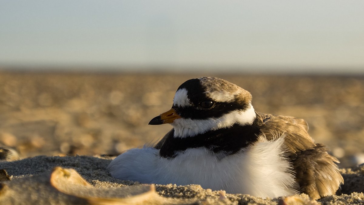 die ostfriesischen inseln - geboren aus sand