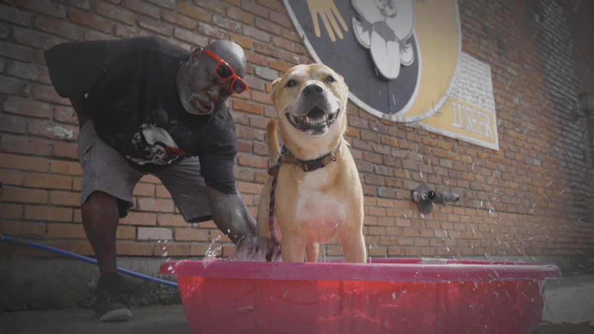 pitbulls auf bewährung