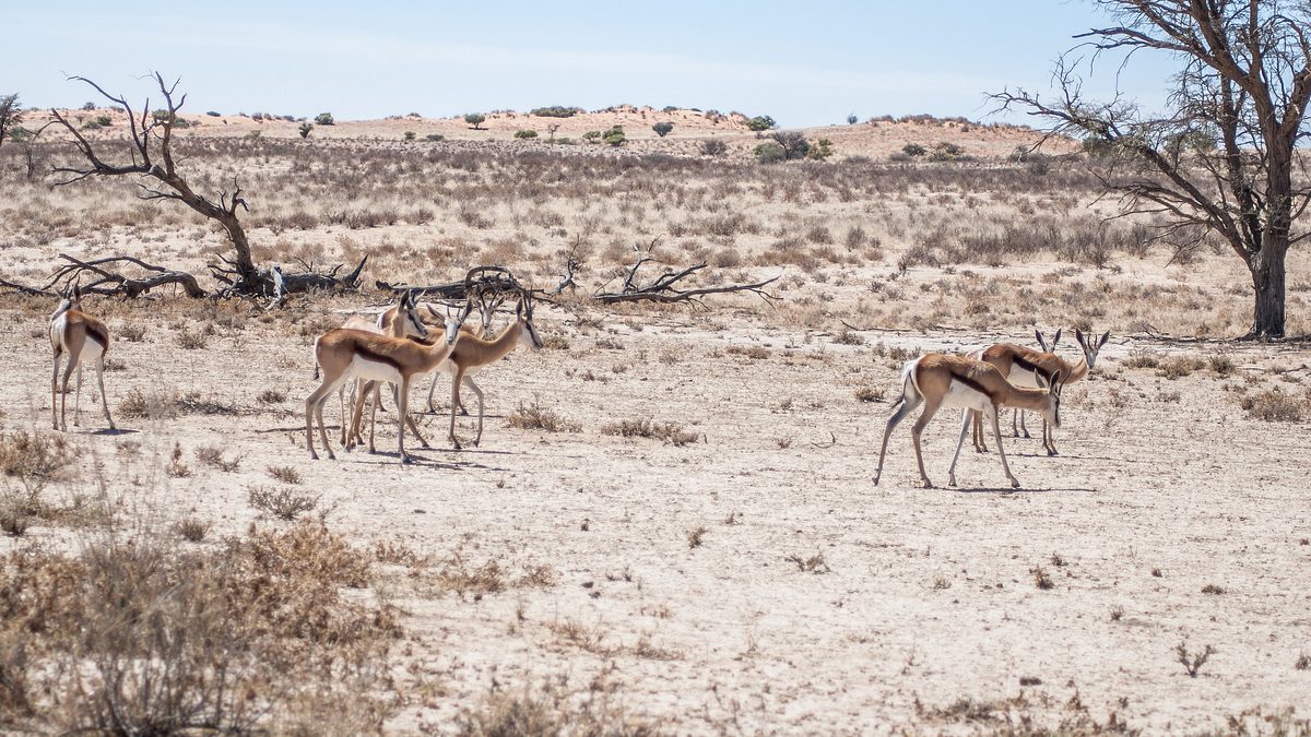 wildes afrika