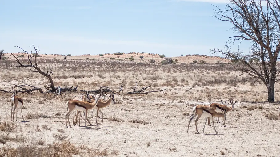 Wildes Afrika wildes afrika