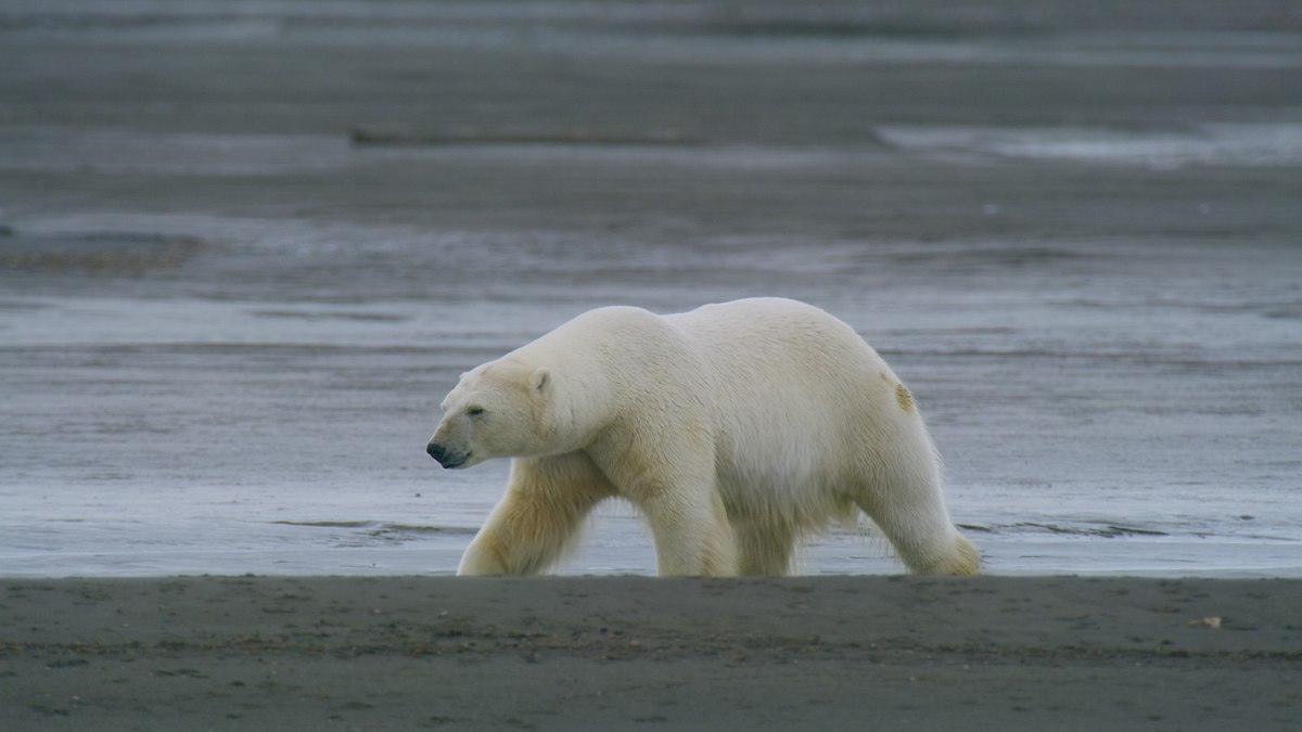 OceanXplorers - Geheimnisse der Ozeane oceanxplorers - geheimnisse der ozeane