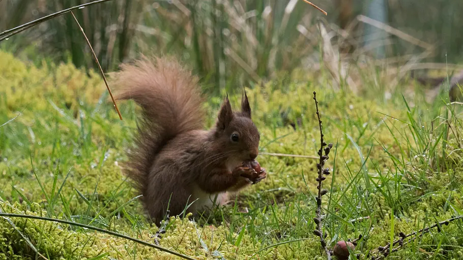 yorkshire: ein jahr in der wildnis