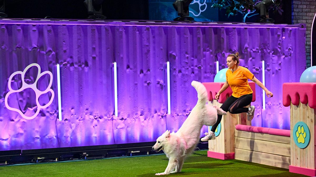 top dog germany - der beste hund deutschlands