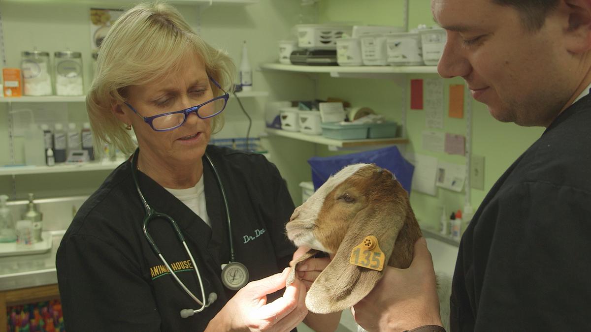 dr. dee: tierärztin in alaska