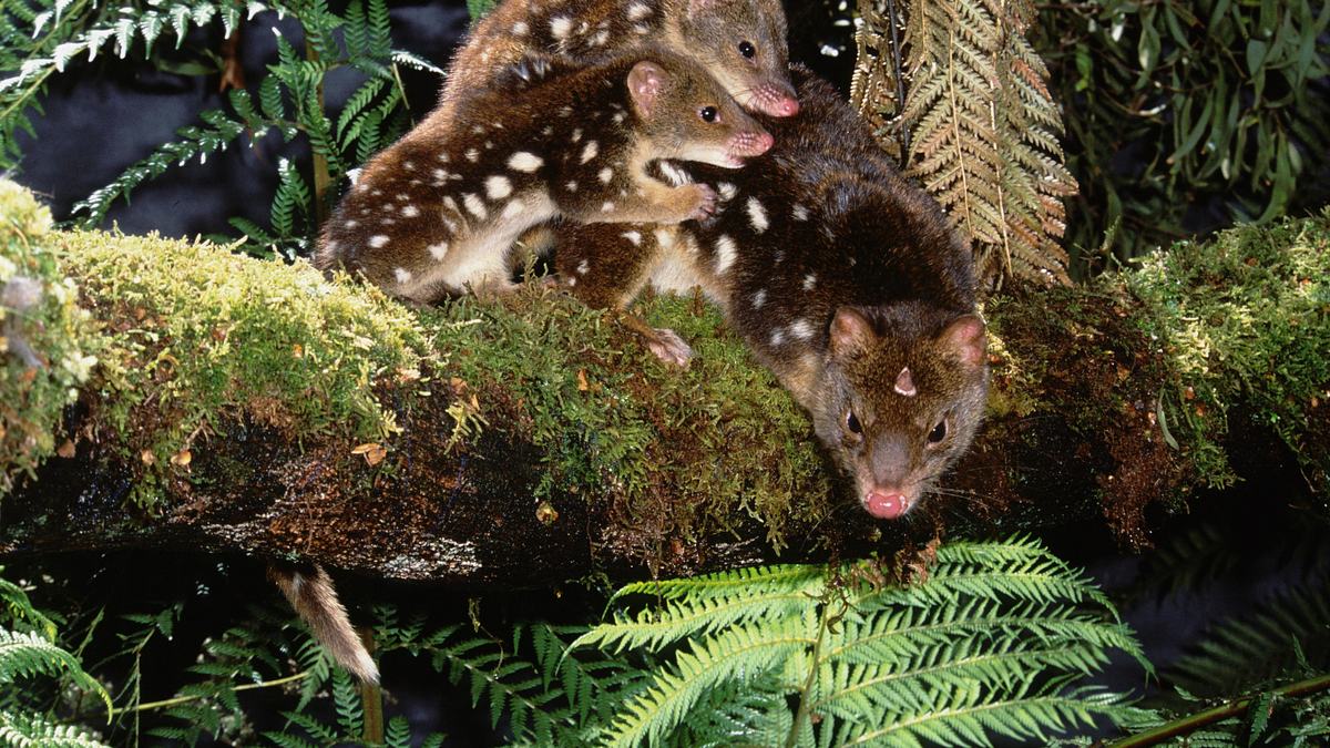 wild 24: ein tag in der wildnis