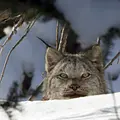Kanada - Der weite Norden Thumbnail