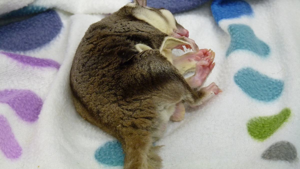 tierarzt dr. jeff