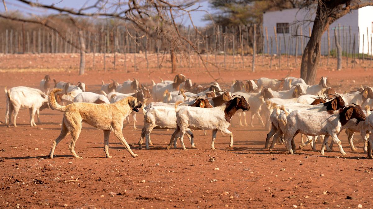 namibia - im land der letzten riesen