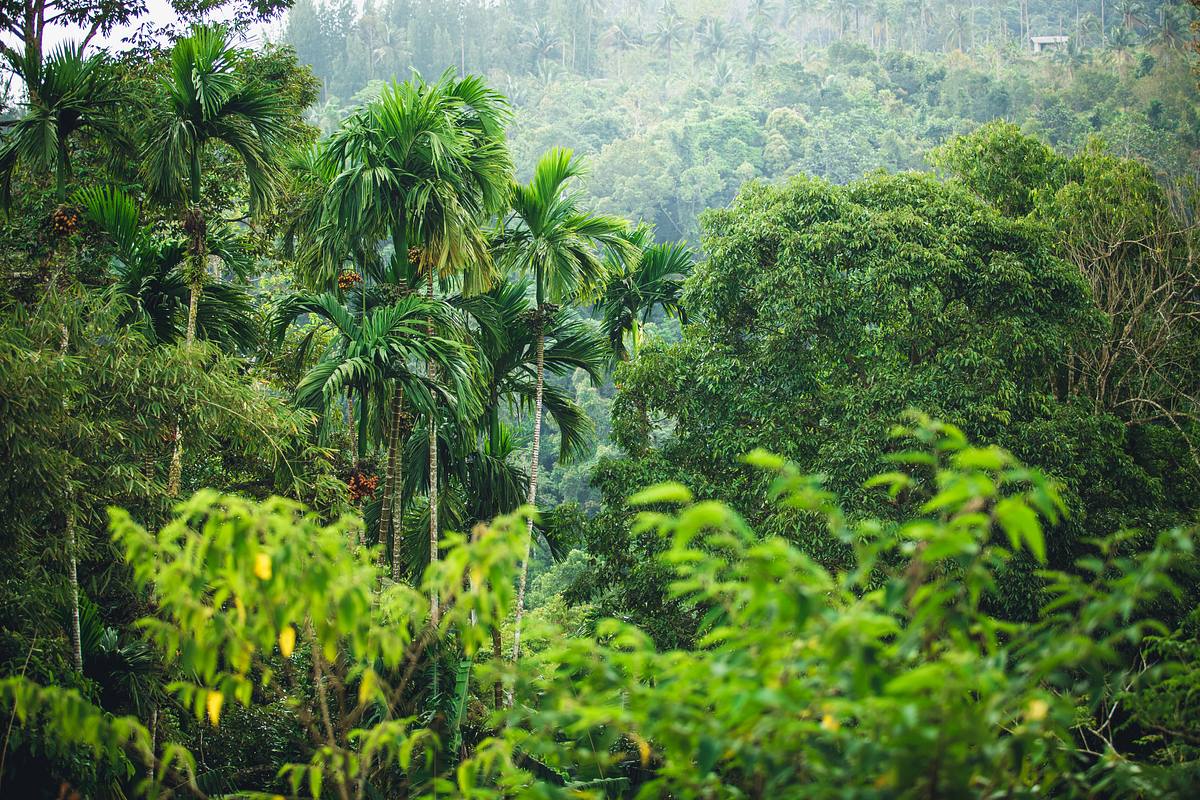 Ed Stafford: Into the Jungle ed stafford: into the jungle