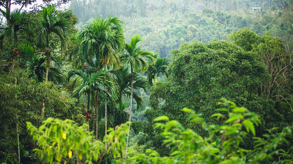 ed stafford: into the jungle