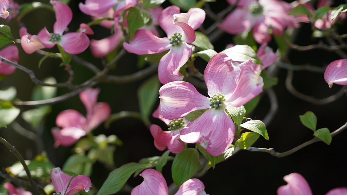 natur im garten