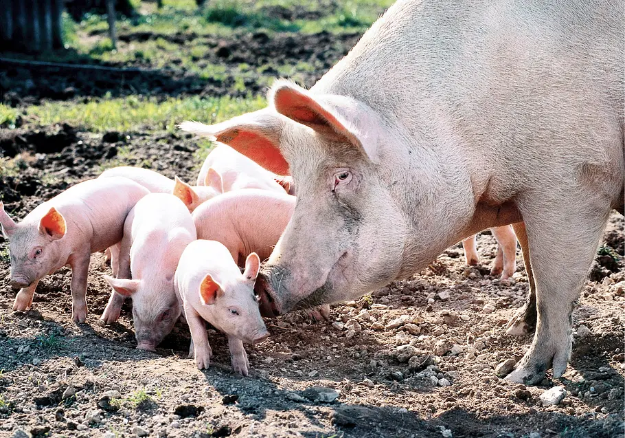 Tierisch clever tierisch clever