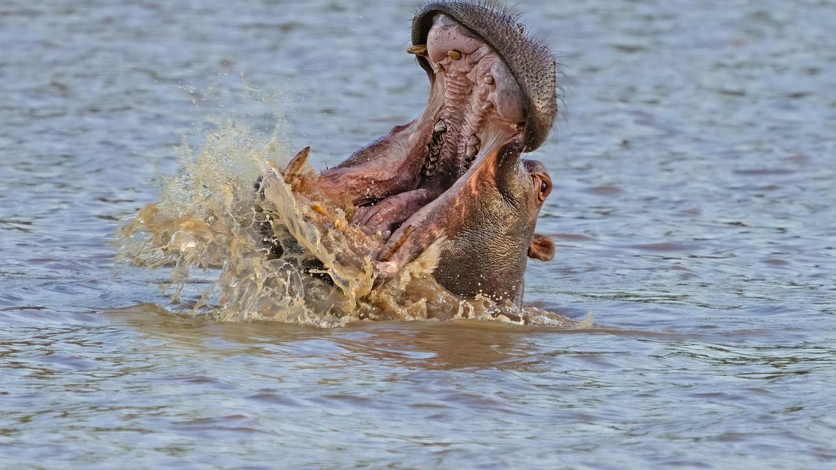krokodilen auf der spur - mit steve backshall