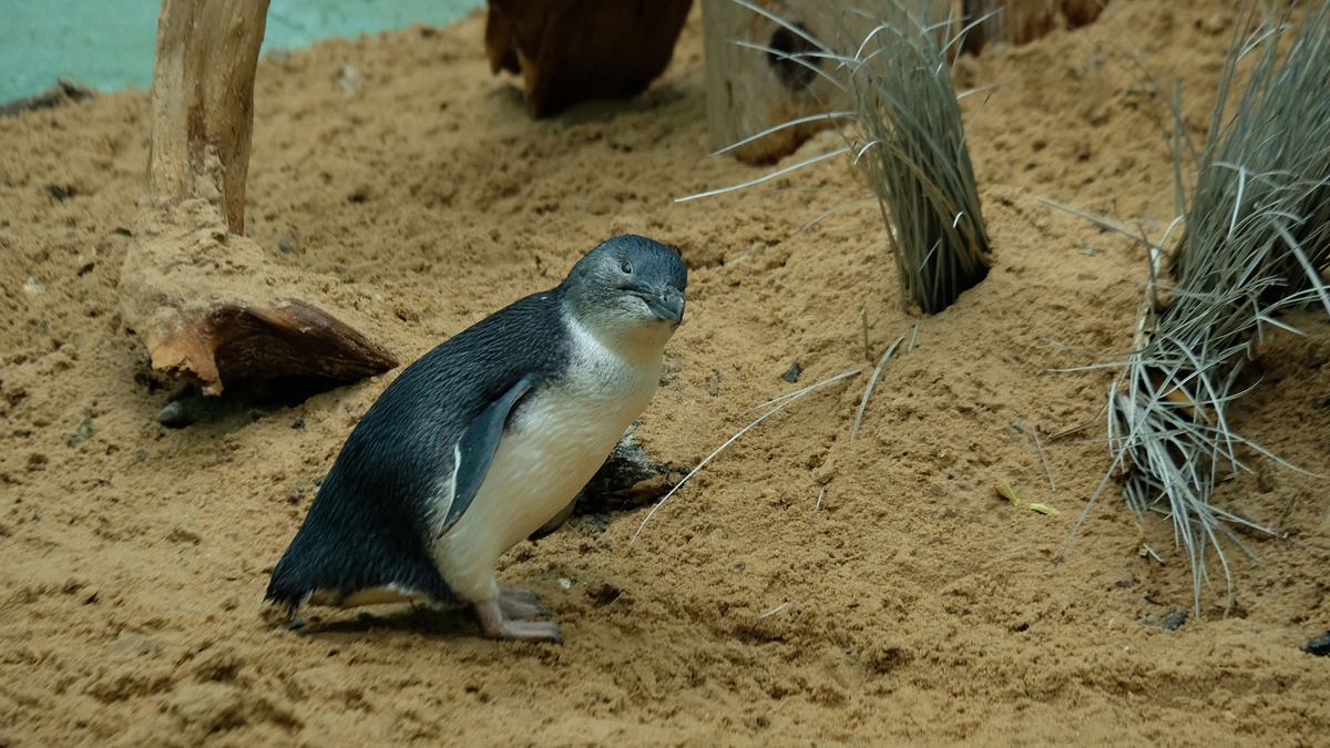 bronx zoo - tierpark der superlative