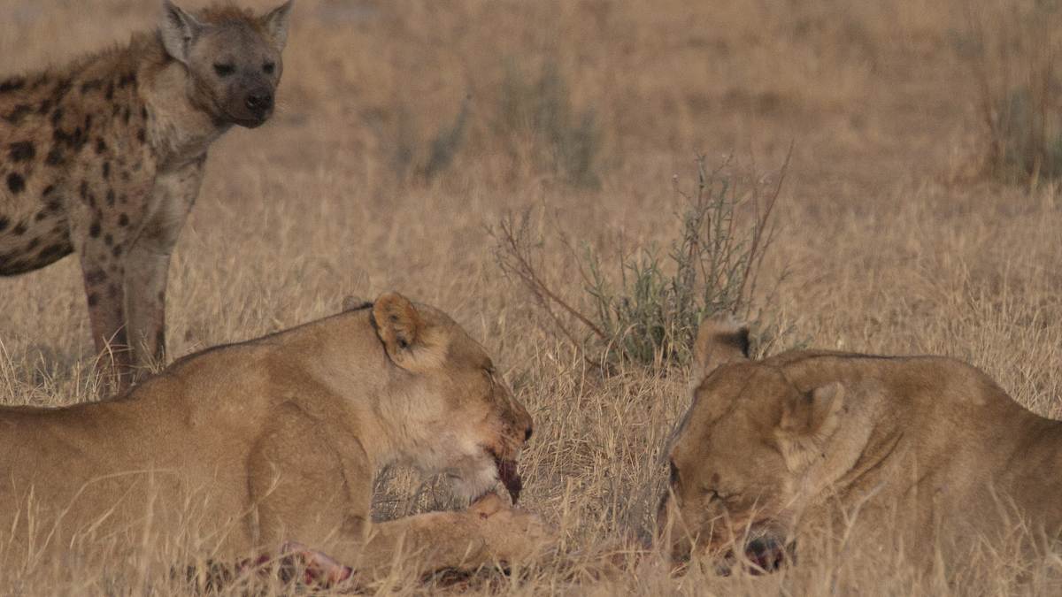 afrikas tödlichste jäger: raubkatzen